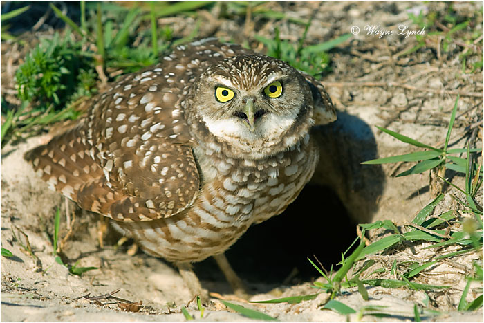 Florida Burrowing Owl 107 by Dr. Wayne Lynch &copy;